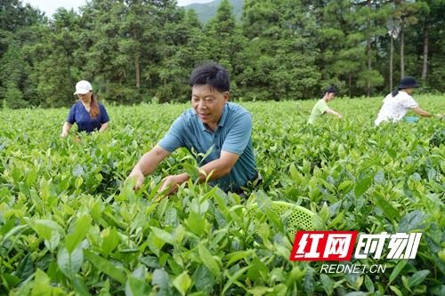 “罗锅底种植要点及寓意，花语丰富