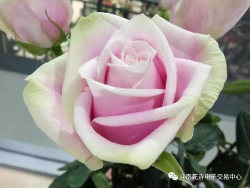 斗南花市的价格行情