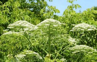 地皮栽哪种草既美观又耐堪？三大场景搭配方案推荐，省万元装修费？