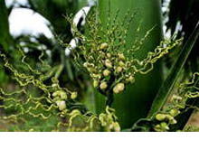 槟榔神奇功效，花卉市场新宠