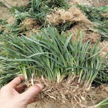 麦冬草：绿意盎然的养生宝