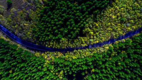 第四步：配土， 给绿宝树一个温馨的新家