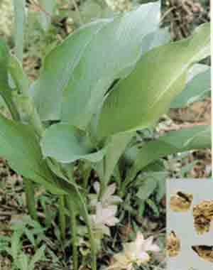 牛大力：根茎花卉，别名“大力根”，爆款养生植物