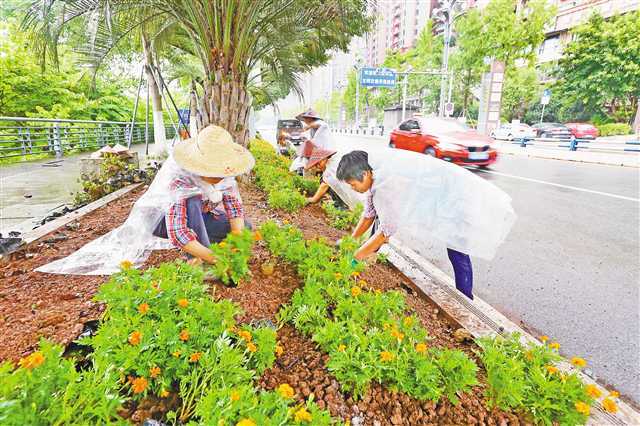 市树荣耀：自贡市的美景