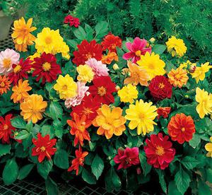 菊花在夏天开？那冬季开放的品种又是什么呢