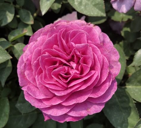 草花类施肥：种类丰富