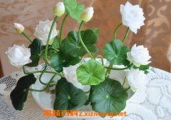 想种睡莲却不知从何下手？最全种植方法揭秘