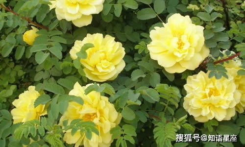 蔷薇，一种常绿灌木