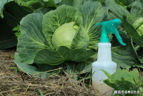 环境要求与虫害分析