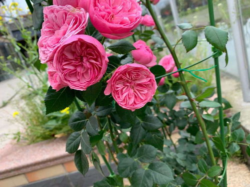 月季的“特殊”喜好