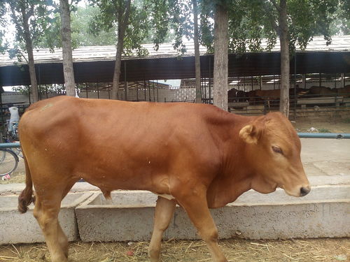 牛怀孕6个月流白清，是正常生理现象吗