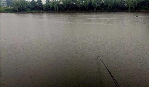 水库养鱼一年四季都适合放鱼吗？不同季节放鱼有什么注意事项？