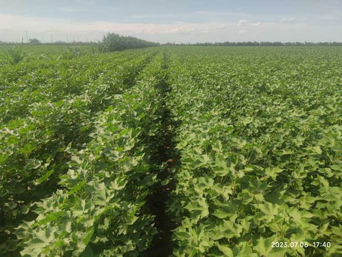 三、防治方法，我自有妙计