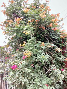 施肥篇：营养的补给站