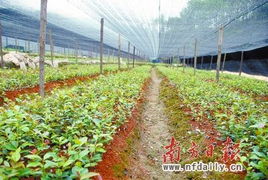 油茶种植：良种选择与造林重要性解析