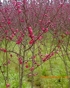 红豆草适生于多种土壤，喜排水良好之地