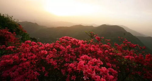 紫蓝杜鹃花期长，春日美景常伴