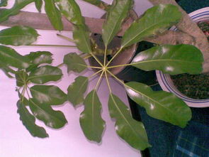 阿波树萝卜：附生植物