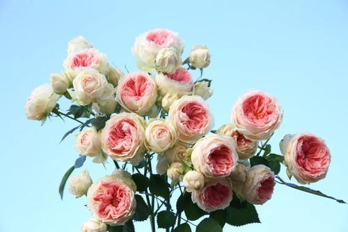 多季节重复开花