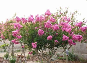 惯与百日红和紫薇树的价格