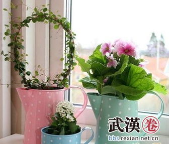 窗台四季不谢的草本盆栽品种大盘点