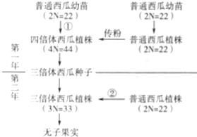 甲硝维参的代谢之谜