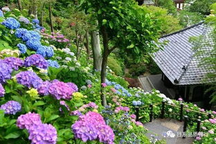 郑州冬季的气候与花境挑战