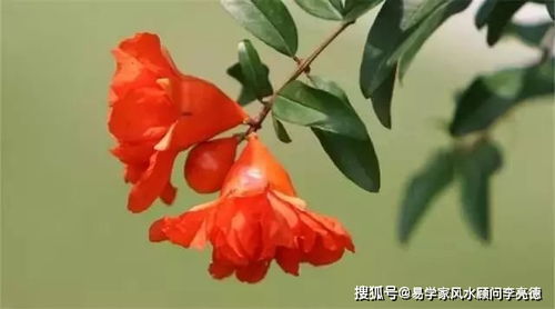 石榴花怎么养？如何让它绽放出最艳丽的光彩