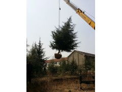 雪松的防寒秘籍，你学到了吗？