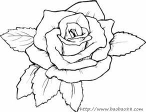 “玫瑰花简笔画，新手如何轻松入门