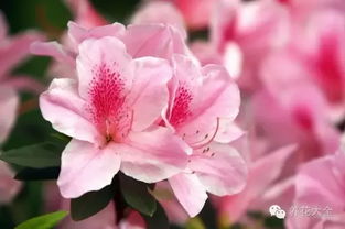 桂花的香气：秋天的使者