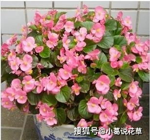 光照条件决定生死：我的蝴蝶兰之死