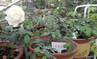月季冬季换盆，是为了啥呢？