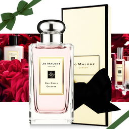 香水玫瑰，香气四溢