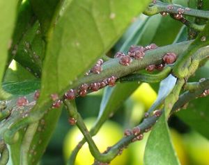 蜡蚧类防治策略