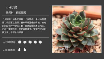 黑兔耳多肉植物养护与开花技巧