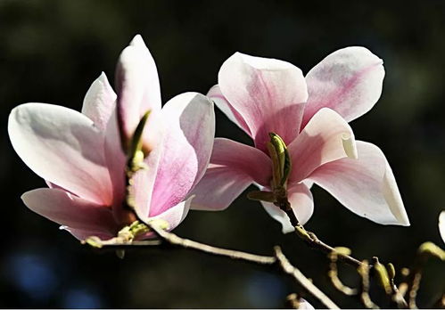 第四段：花期各异，各有特色