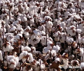 棉花病虫害的气候条件探究