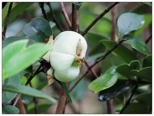 德化茶油种植基地直售：优质茶油果苗特惠价！