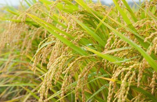 农田节节草的烦恼
