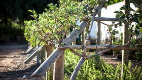 三、 播种的艰难之路