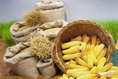 玉米和小麦混合饲料能否完全替代传统饲料配方？