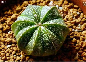 guan与鸾凤玉的品种，你知道吗？