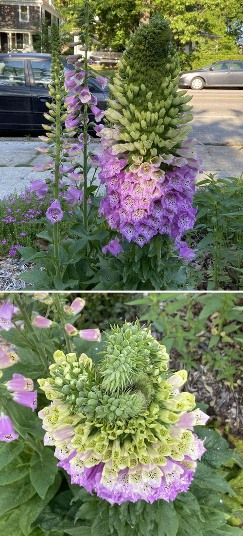 一、这些植物，它们是特工还是网红？