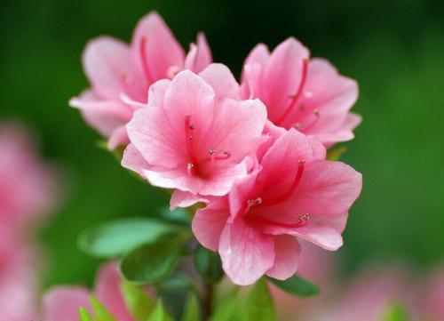 杜鹃花开完，如何修剪才能焕发新芽