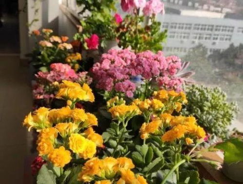 喜光照又忌强烈的光照直射