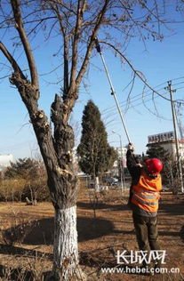 园林树木的病虫害大战：如何保卫绿色家园？