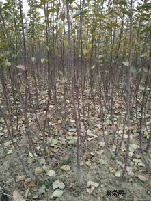 先来聊聊苗木品种