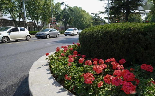 流花湖公园， 月季绽放