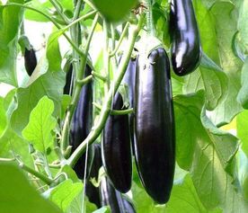 五、 搭配种植，geng多意想不到的效果